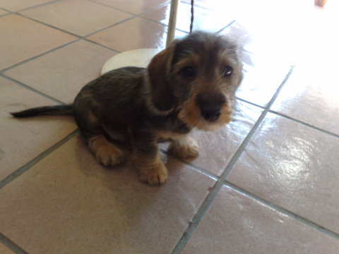 rubeca