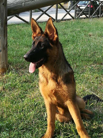 richetti