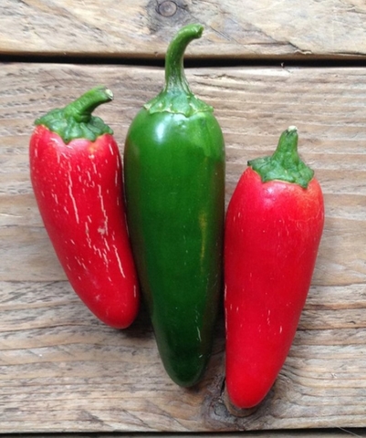 panicopaura