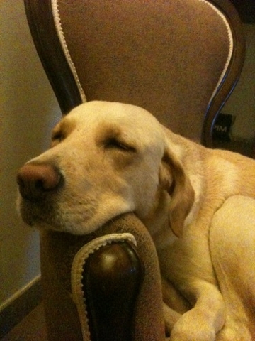 chicco